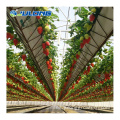 Sistemas de cultivo de fresas de invernadero agrícola